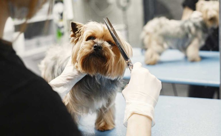 Dog Groomers in Lancaster CA