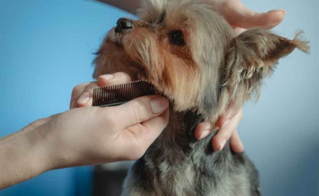 Dog Groomers Antioch CA