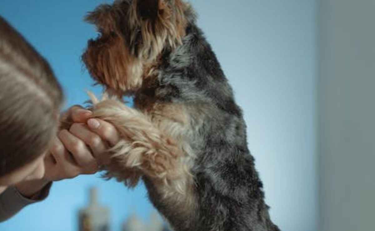 Dog Groomers Modesto CA