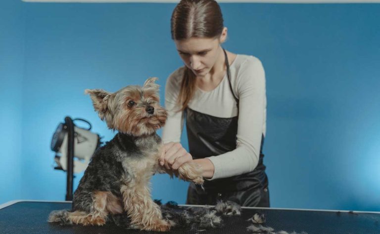 Dog-Groomers-in-Lakewood-CA