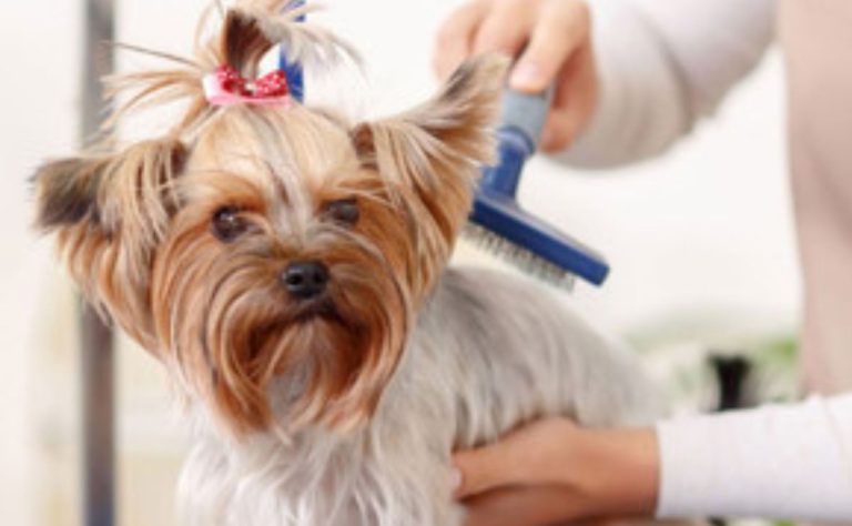 Dog Groomers in Lincoln CA