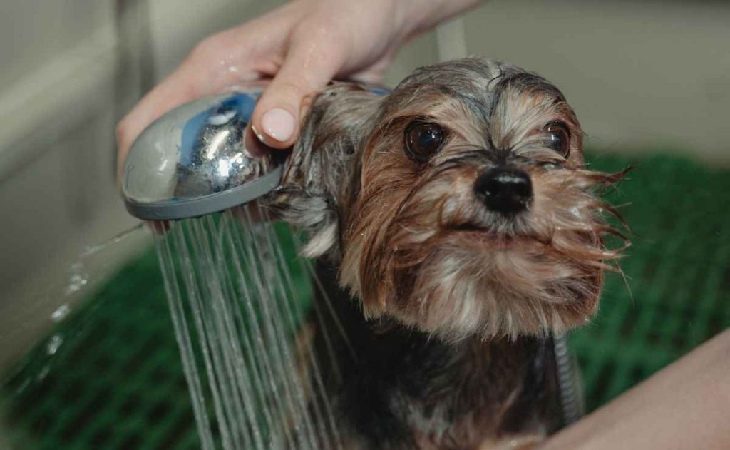 Dog Groomers in Modesto CA