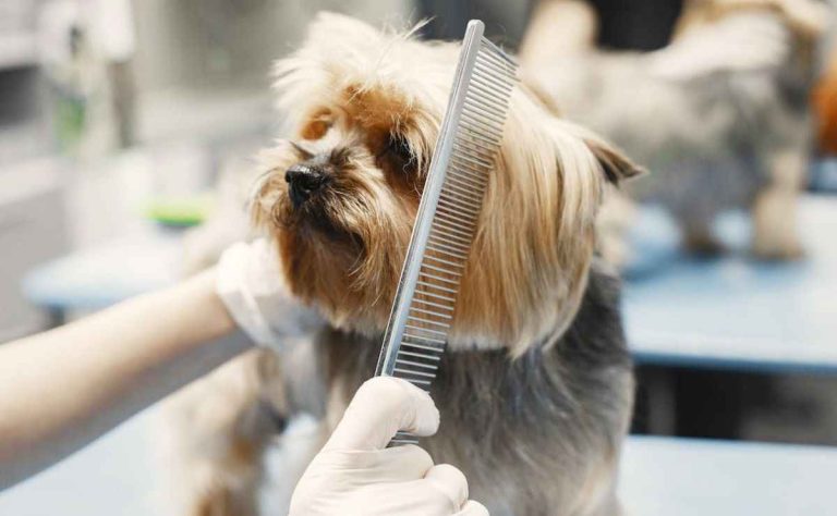 Dog Groomers in Riverside CA