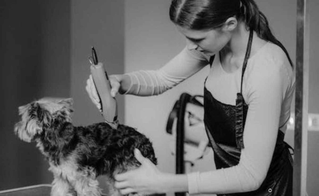 Best Dog Groomers in Bakersfield CA