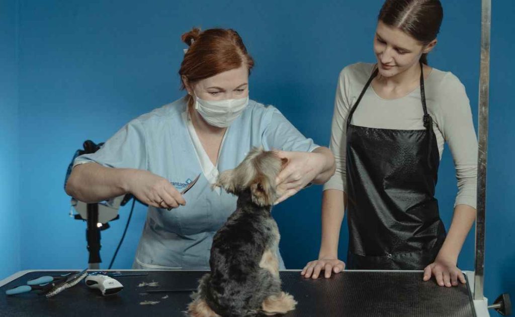 Best Dog Groomers in Napa CA