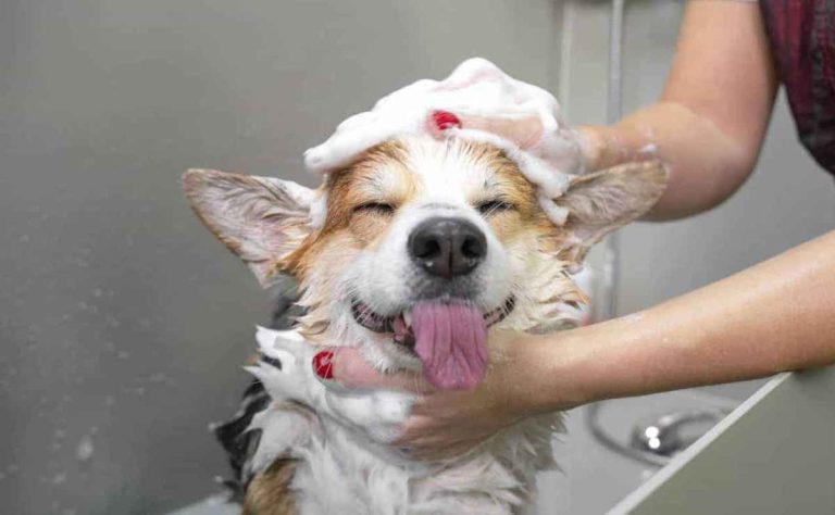 Dog Groomers in Palmdale CA