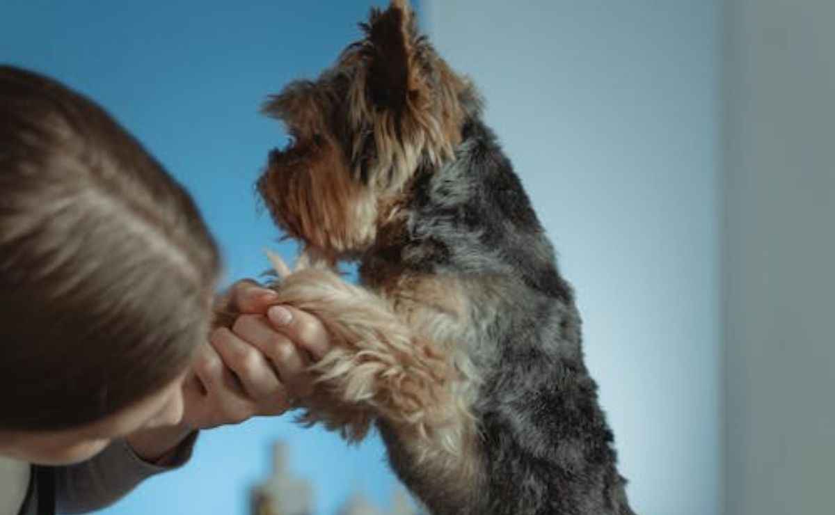 Dog Groomers in Bakersfield CA