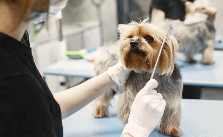 Dog Groomers in Chico CA