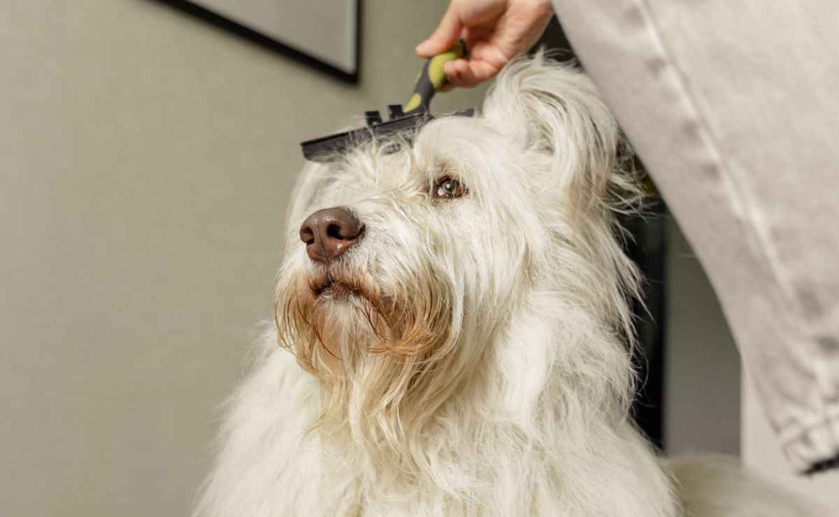 Dog Groomers in Concord CA