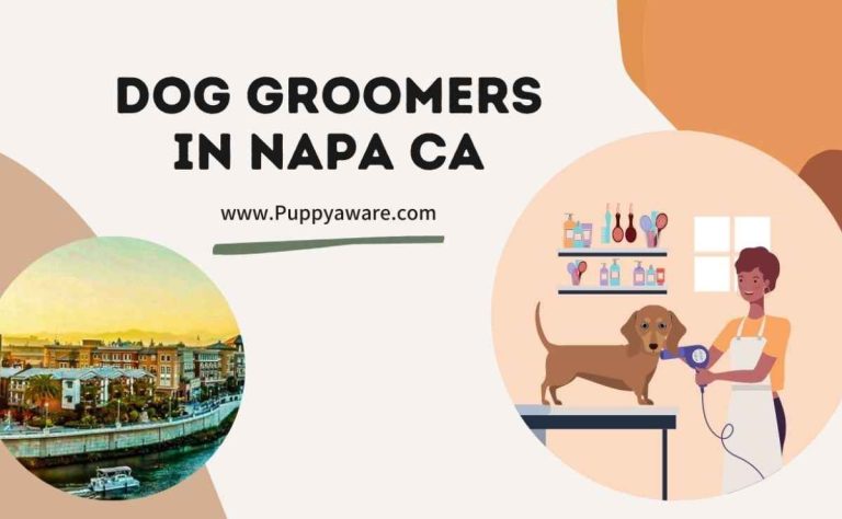 Dog Groomers in Napa CA