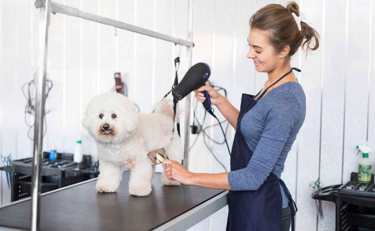 Dog Groomers in Orange CA