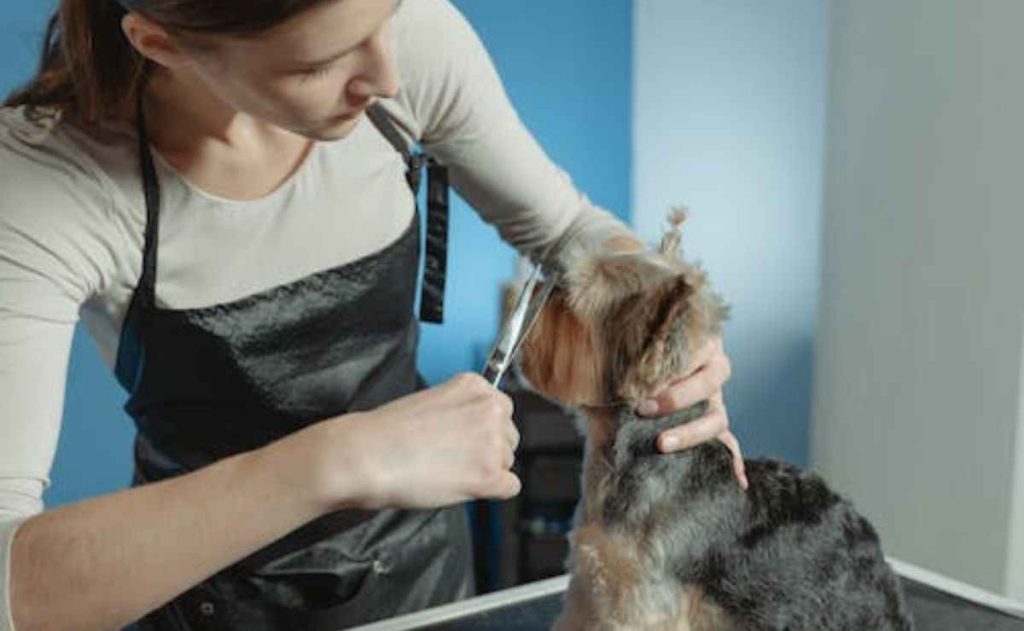 Dog Grooming in Anderson CA