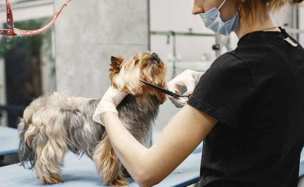 Dog Grooming in Concord CA