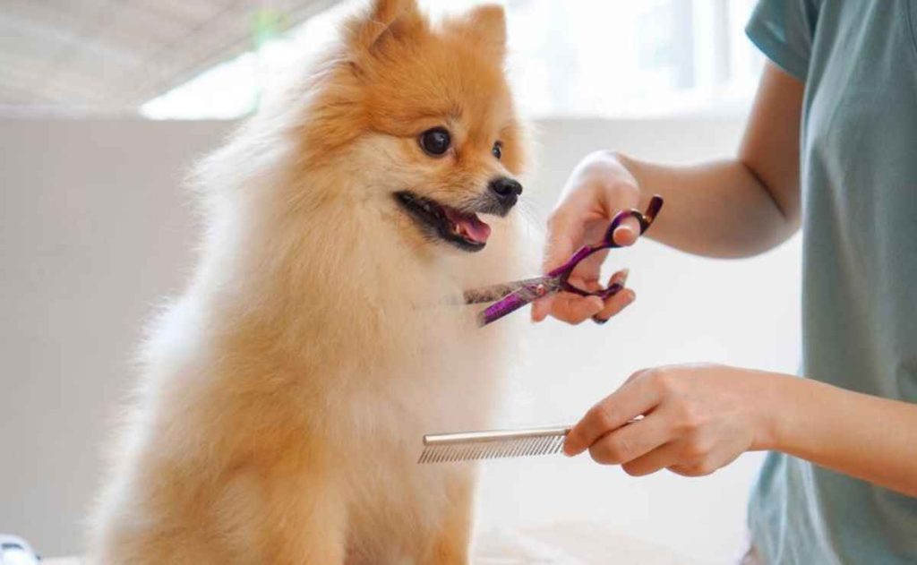 Dog Grooming in Orange CA