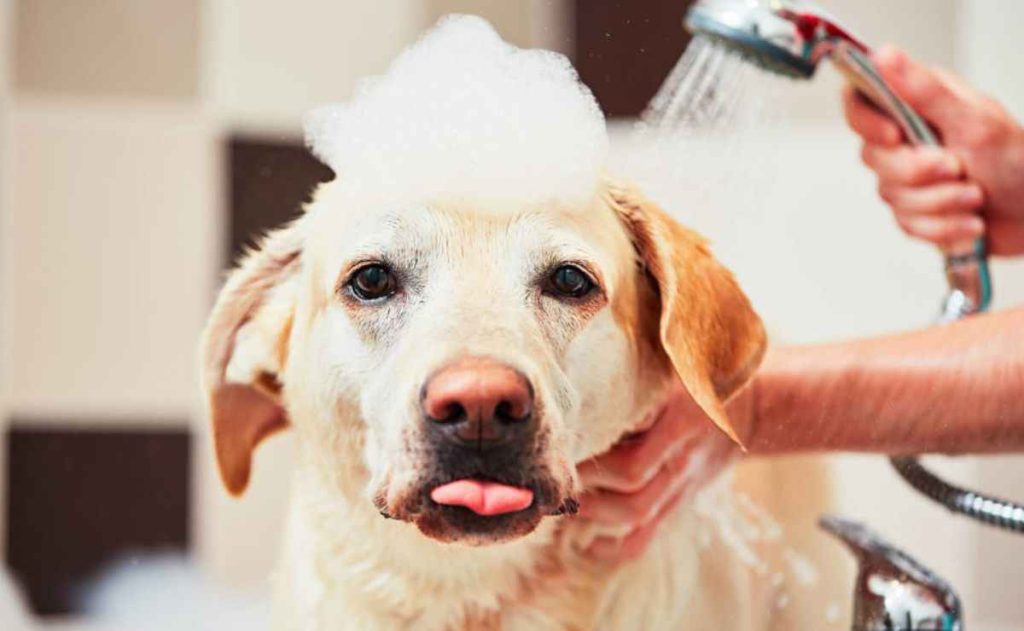 Dog Grooming in Palmdale CA