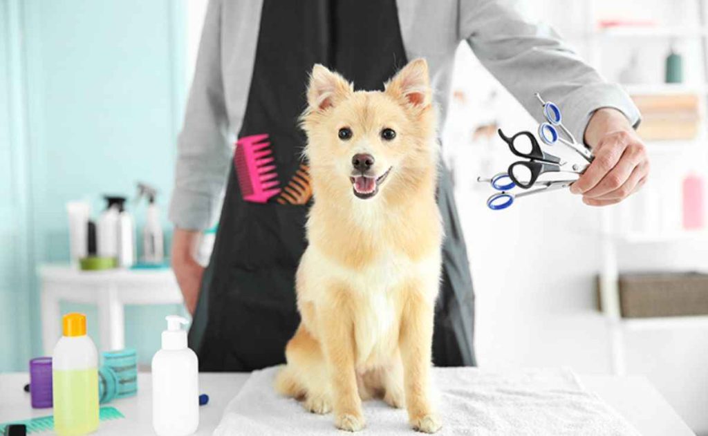 Best Dog Groomers in Martinez CA