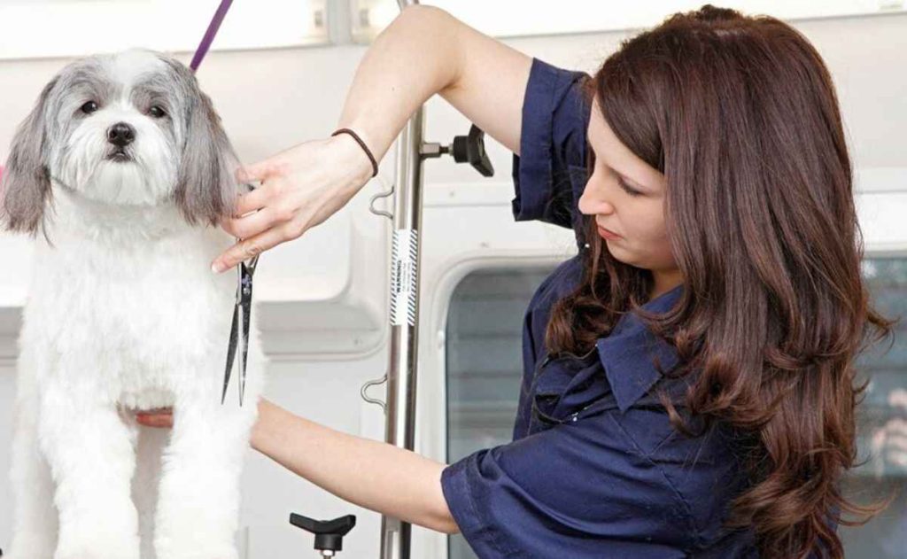 Dog Groomers Fairfield CA