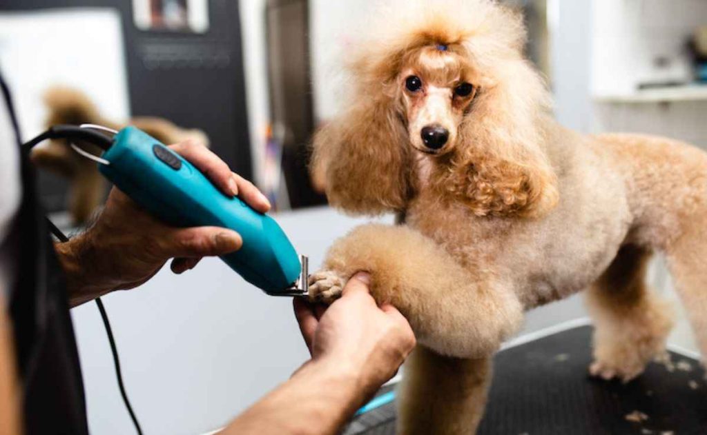 Dog Groomers Fresno CA