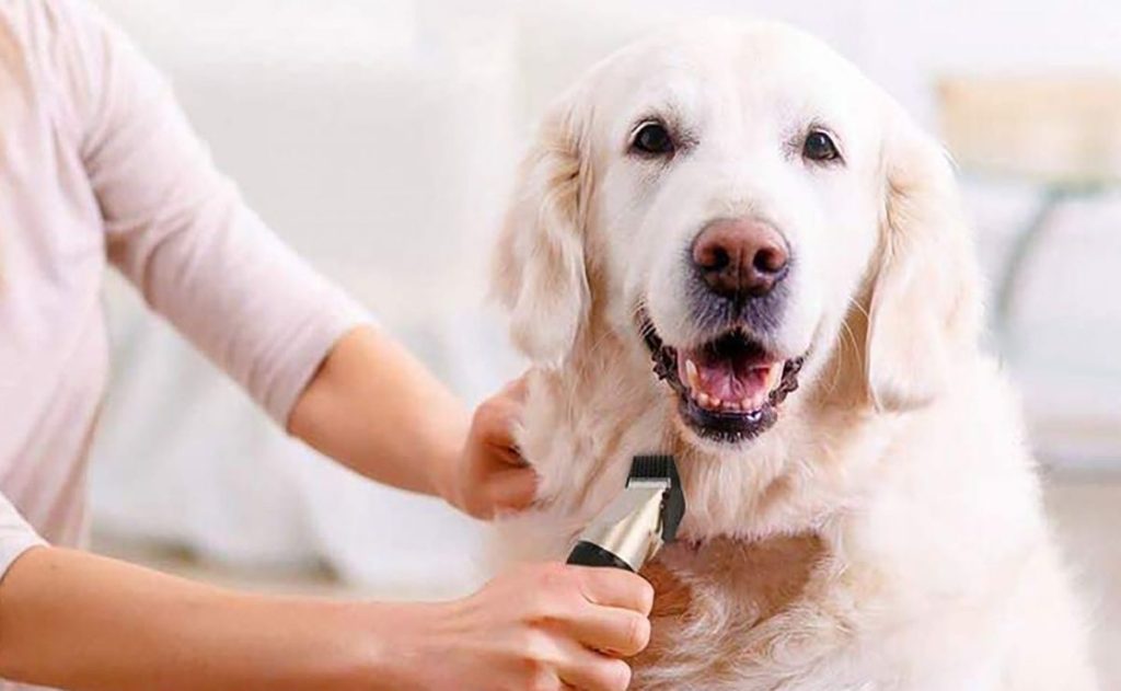 Dog Groomers Placerville CA