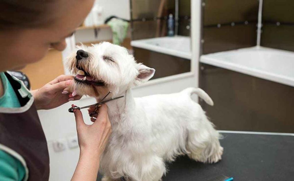 Dog Groomers Ukiah CA
