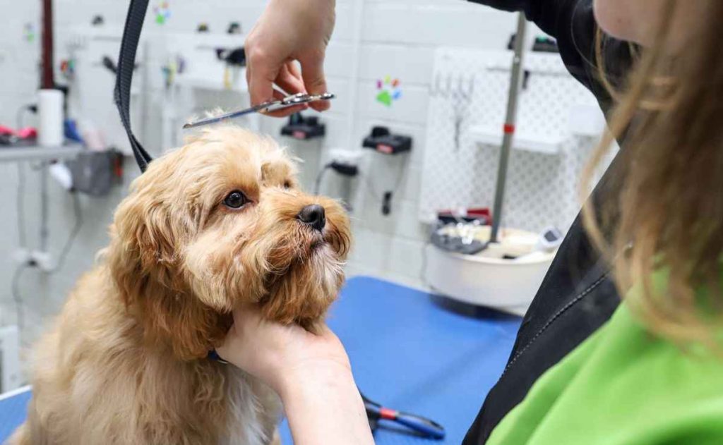 Dog Groomers Upland CA