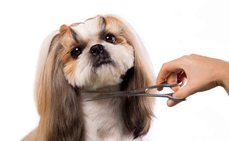 Dog Groomers in Dinuba CA