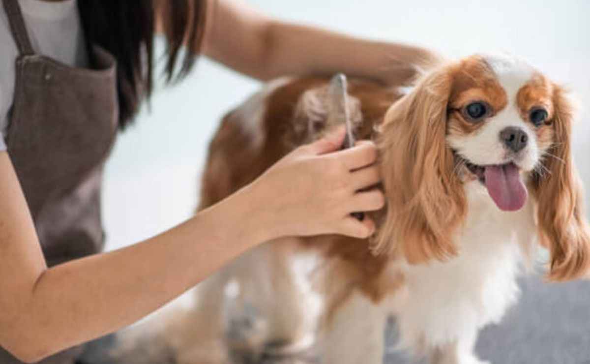 Dog Groomers in Fairfield CA
