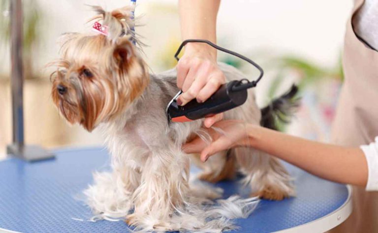 Dog Groomers in Fresno CA
