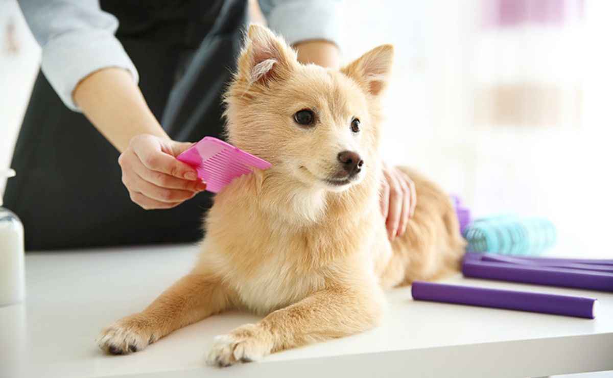 Dog Groomers in Martinez CA