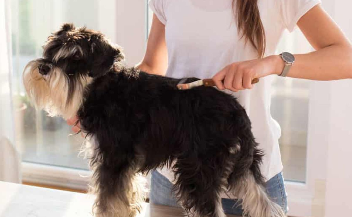 Dog Groomers in Placerville CA