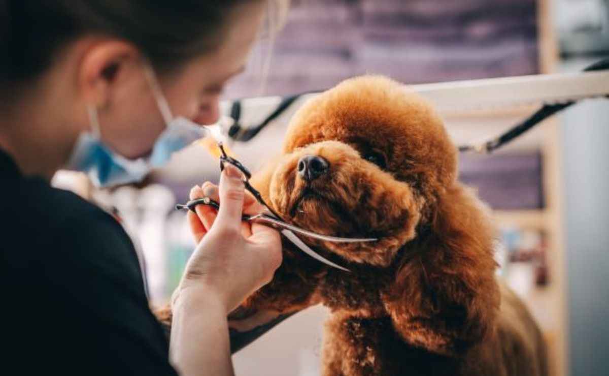 Dog Groomers in Ukiah CA