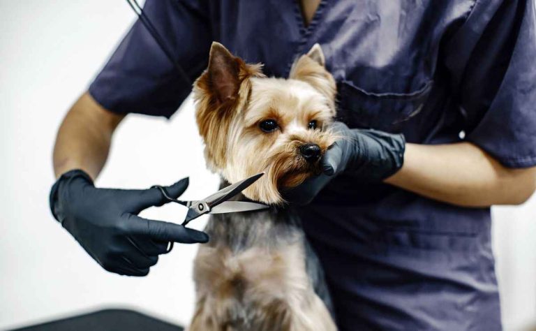 Dog Groomers in Upland CA
