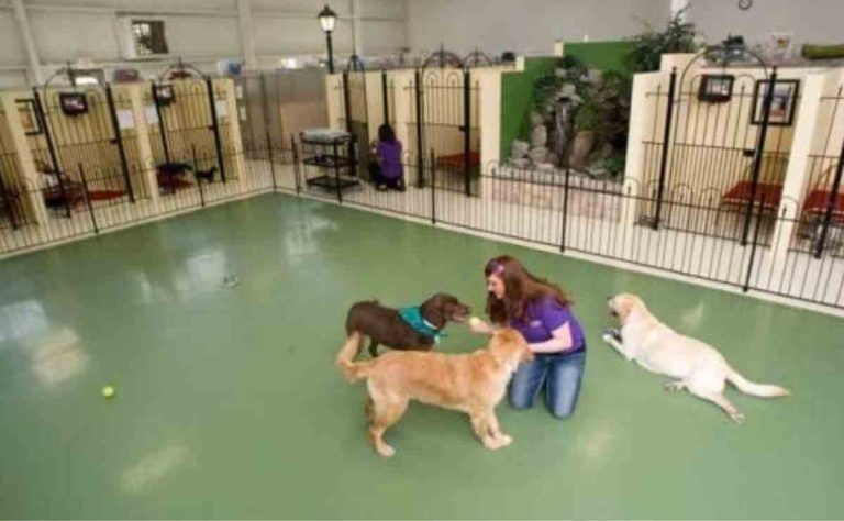 Best Dog Boarding in Auburn CA