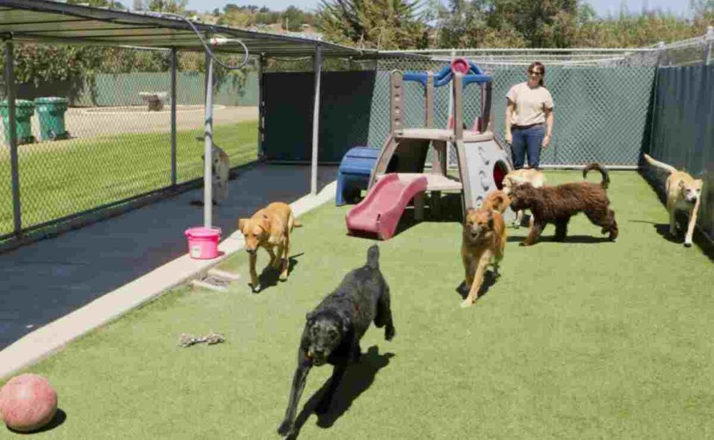 4 Best Dog Boarding in Auburn CA Puppy Aware