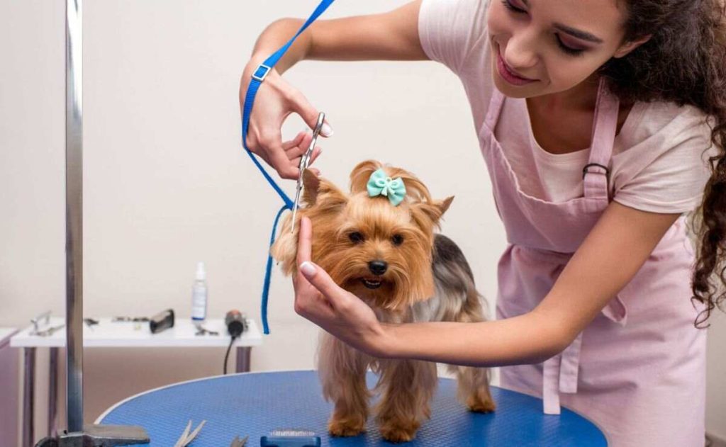 Dog Groomers Pasadena CA