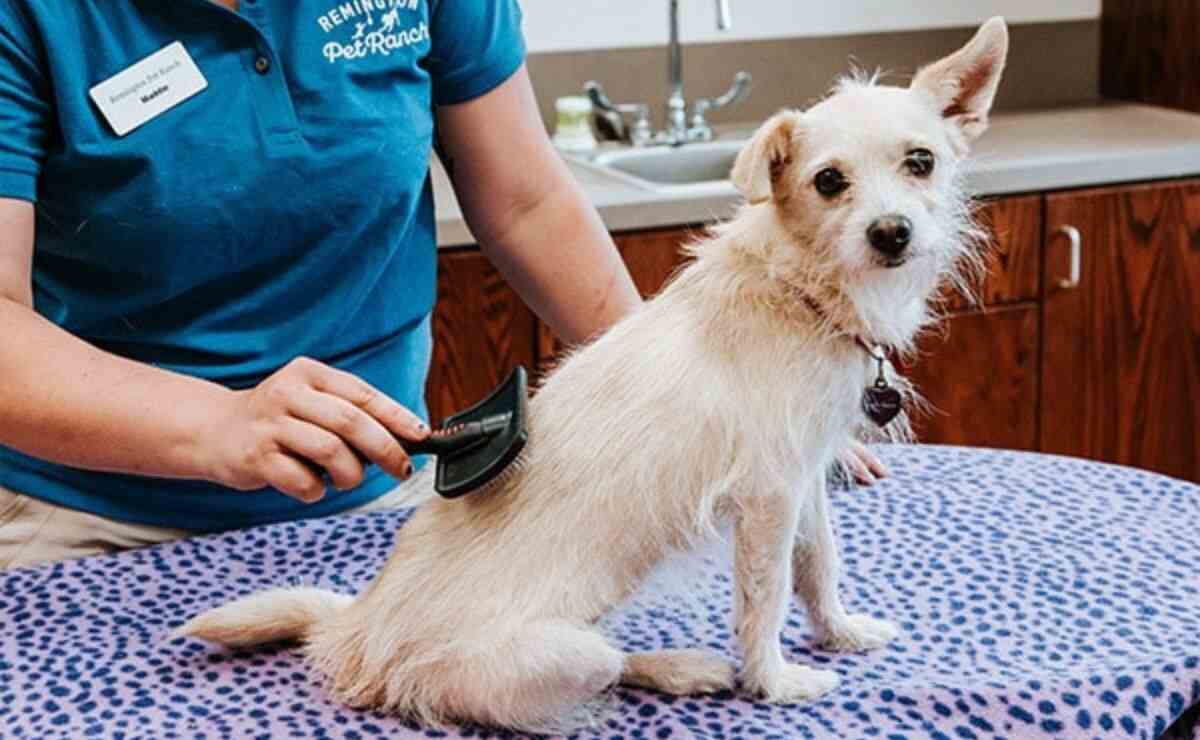Dog Groomers in Pasadena CA