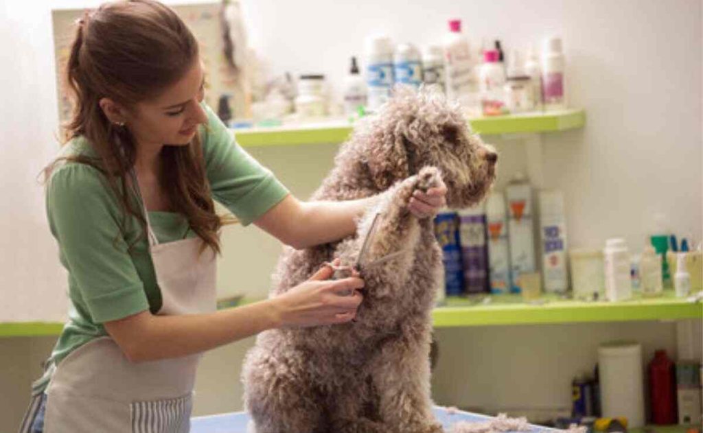 Dog Groomers in Vista CA