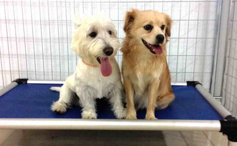 Best Dog Boarding in Carlsbad CA