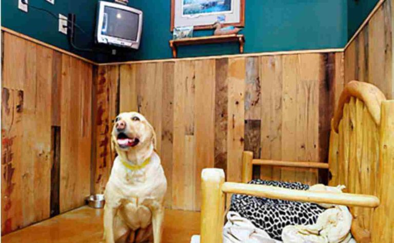 Dog Boarding Lancaster CA