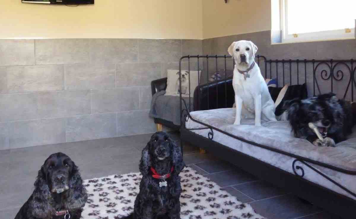 4 Best Dog Boarding in Brentwood CA Puppy Aware