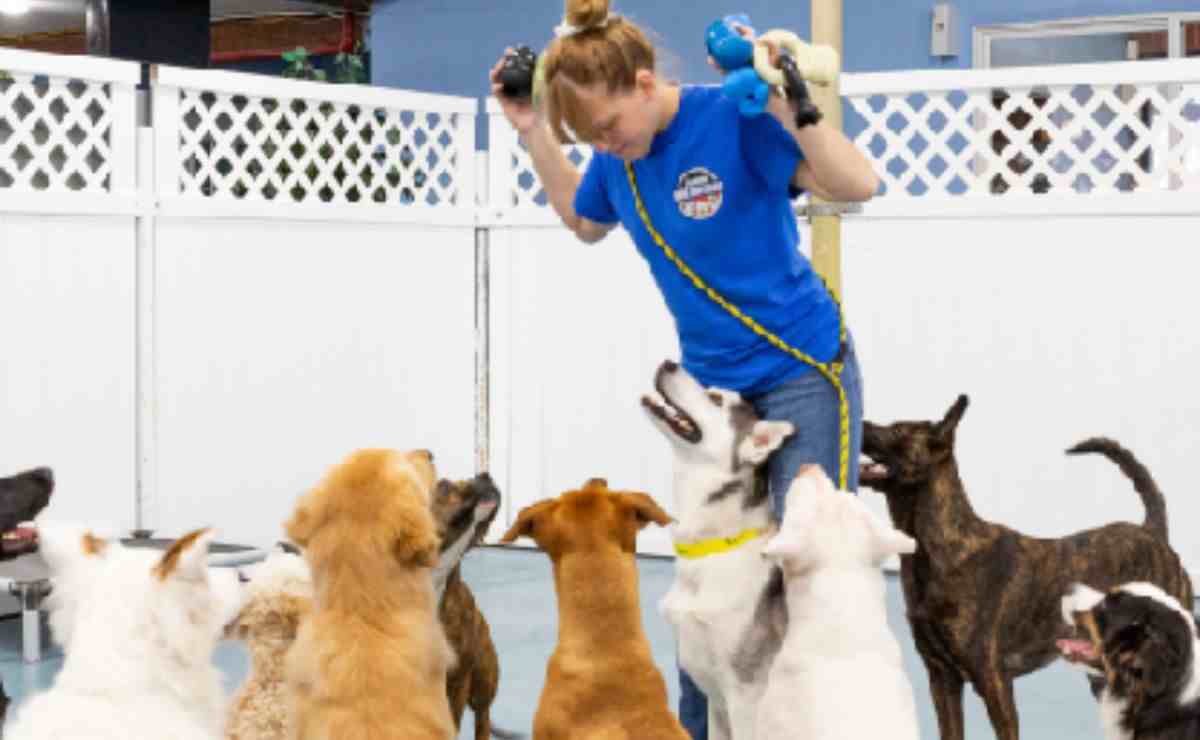 Dog Boarding in Dublin CA