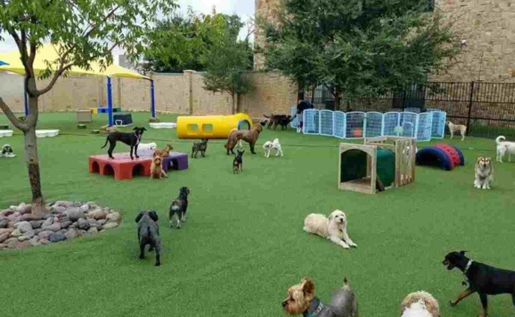Take A Look About Dog Daycare Anaheim Ca