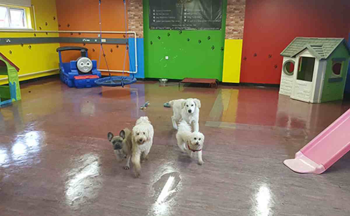 7 Best Dog Boarding in Orange CA Puppy Aware