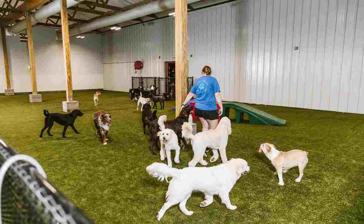 Best Dog Boarding in Pasadena CA