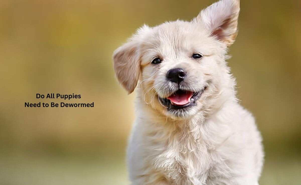 Do All Puppies Need to Be Dewormed
