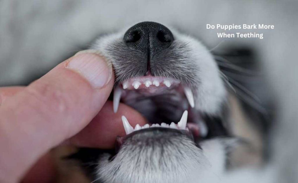 Do Puppies Bark More When Teething 