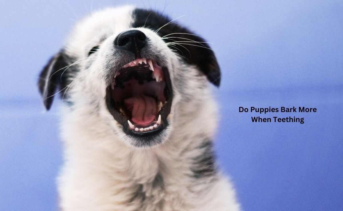 Do Puppies Bark More When Teething