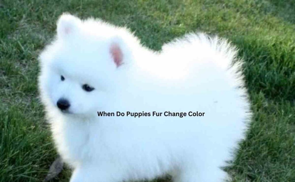 When Do Puppies Fur Change Color 