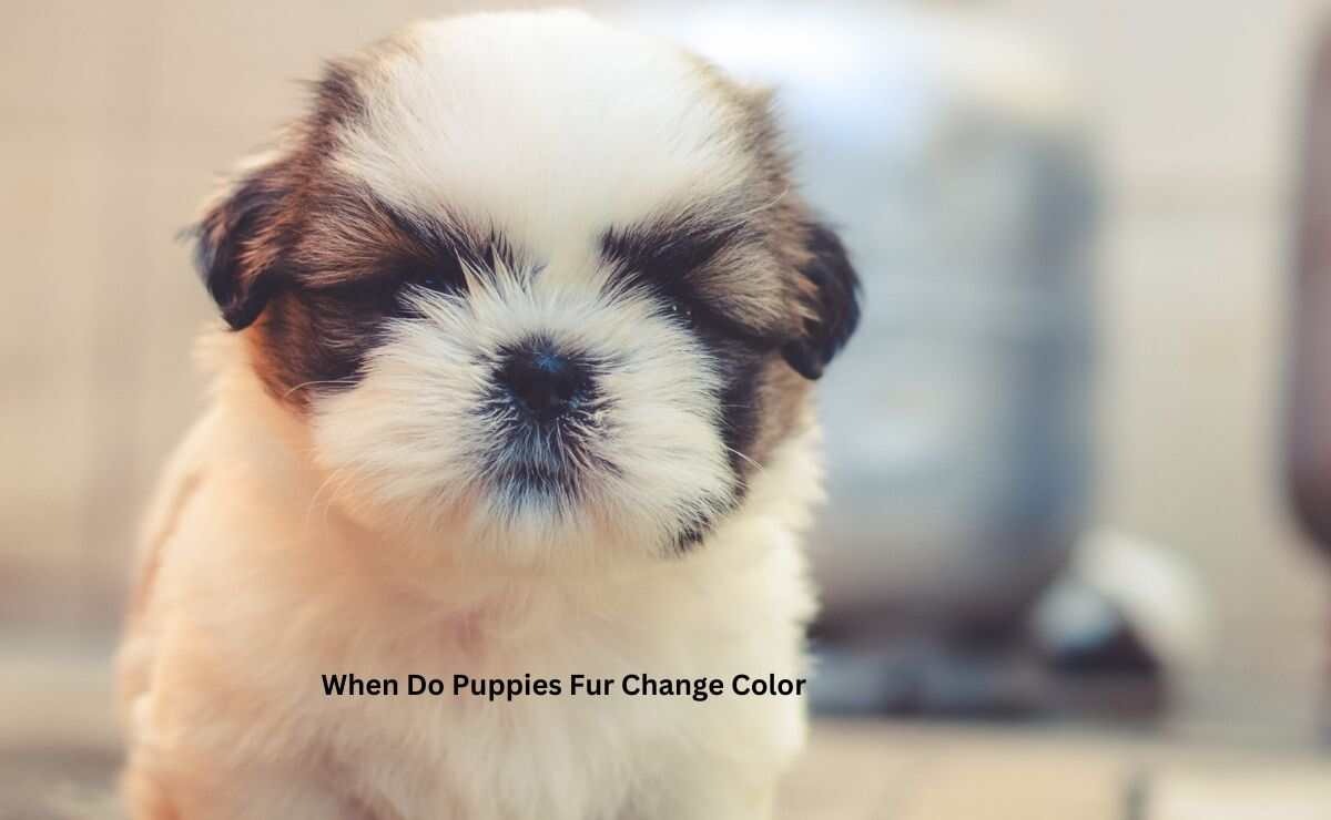 When Do Puppies Fur Change Color