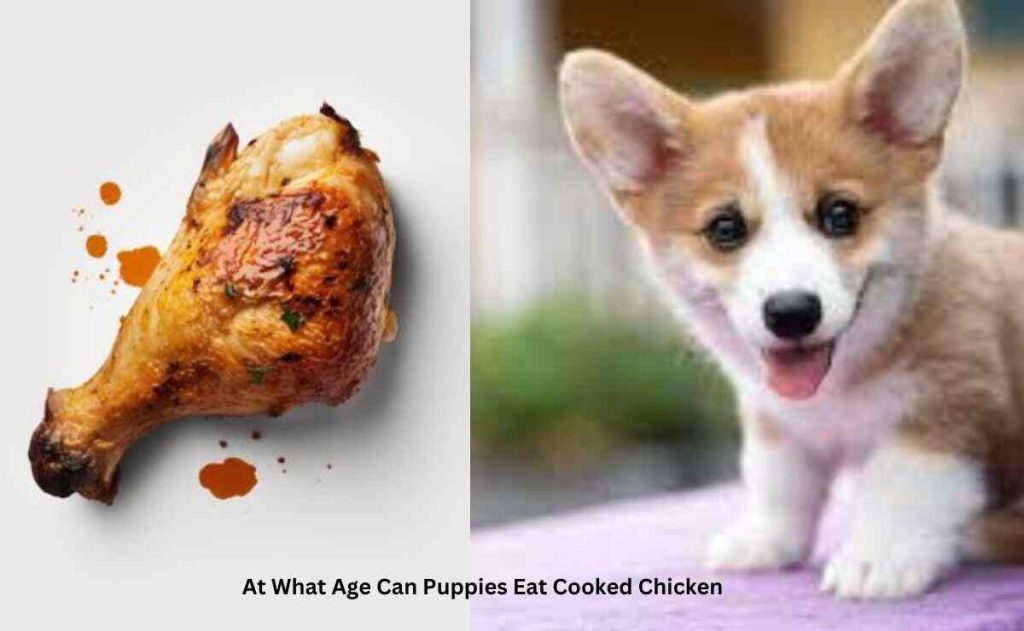 At What Age Can Puppies Eat Cooked Chicken